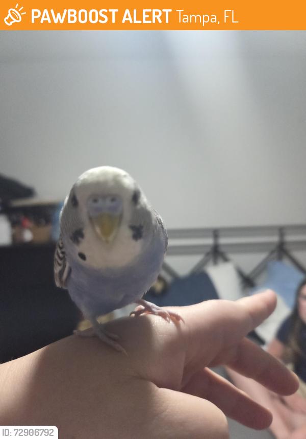 Found/Stray Male Bird last seen Hillsborough and Kelly , Tampa, FL 33615
