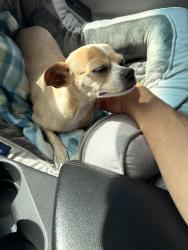 Reunited Female Dog last seen Ives dairy near intersection of 441 by the Oubkix, Miami-Dade County, FL 33179