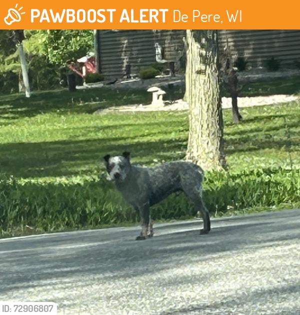 Found/Stray Unknown Dog last seen Ledge crest Road Town of rockland , De Pere, WI 54115