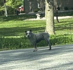 Found/Stray Unknown Dog last seen Ledge crest Road Town of rockland , De Pere, WI 54115