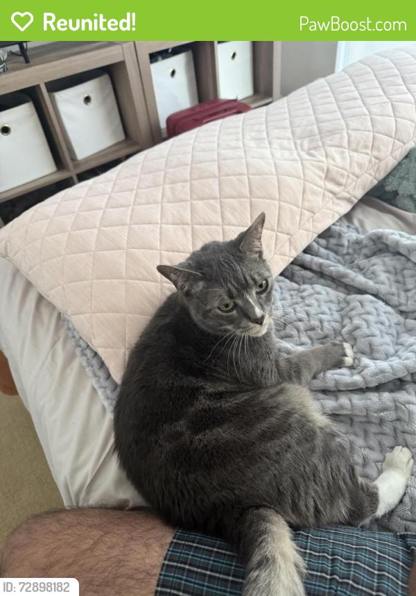 Reunited Male Cat last seen Safe way on west broadway , Vancouver, BC V6K