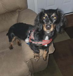 Lost Female Dog last seen Beechmont Avenue, Cincinnati, OH 45255