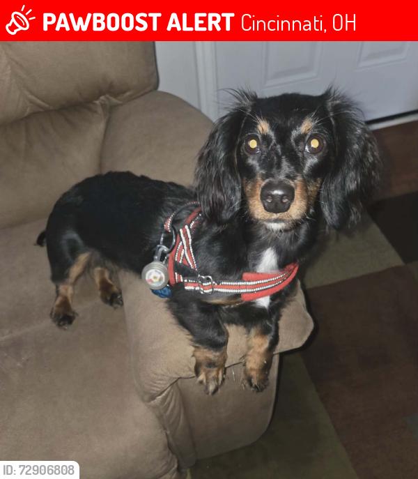Lost Female Dog last seen Beechmont Avenue, Cincinnati, OH 45255