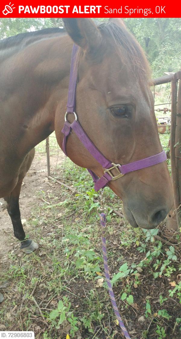 Lost Female Horse last seen 57th & 106th west ave, Sand Springs, OK 74063