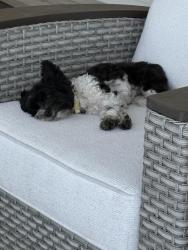 Lost Female Dog last seen Public beach access number 2, Panama City, FL 32461