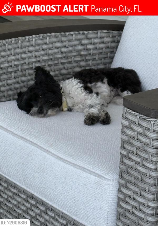 Lost Female Dog last seen Public beach access number 2, Panama City, FL 32461