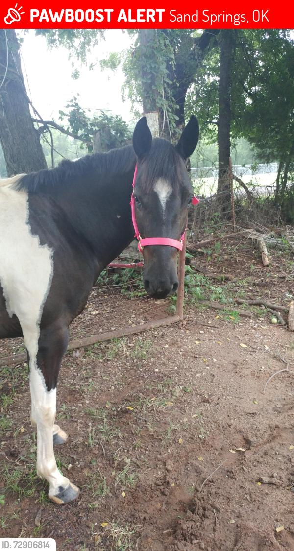 Lost Female Horse last seen 57th & 106th west ave, Sand Springs, OK 74063