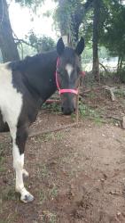 Lost Female Horse last seen 57th & 106th west ave, Sand Springs, OK 74063