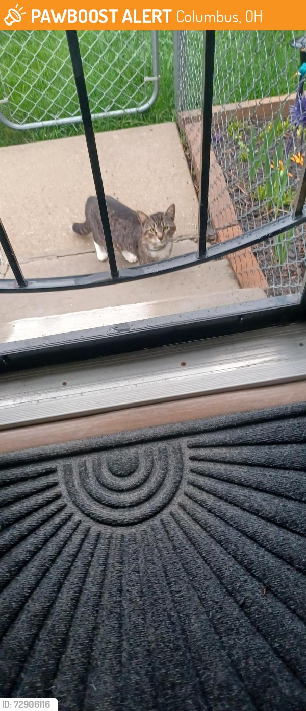 Found/Stray Male Cat last seen Weldon and N Broadway, Columbus, OH 43211