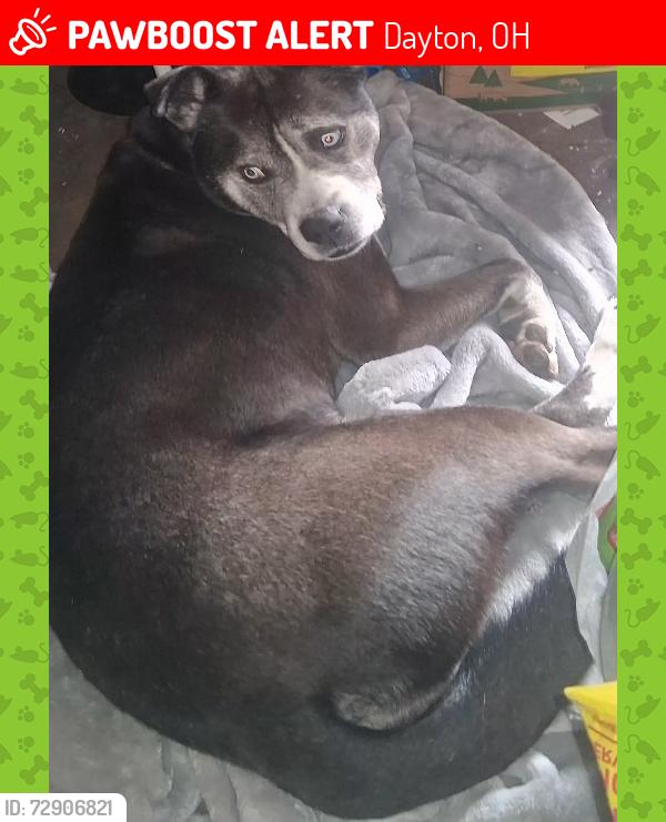 Lost Male Dog last seen Troy street, Dayton, OH 45404