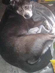 Lost Male Dog last seen Troy street, Dayton, OH 45404