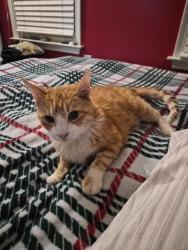Lost Male Cat last seen Pleasent plains rd, Matthews, NC 28104
