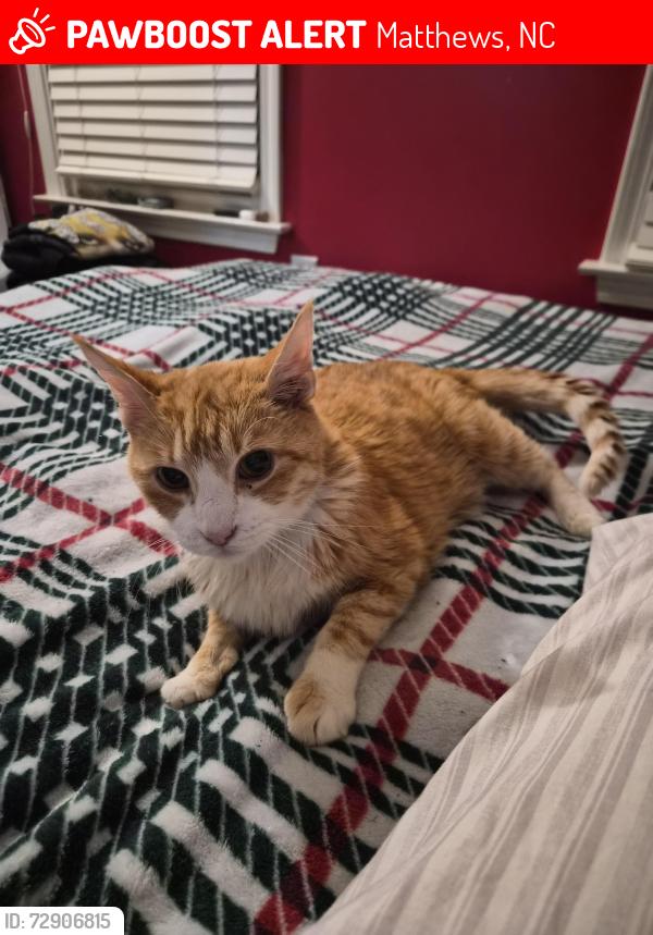 Lost Male Cat last seen Pleasent plains rd, Matthews, NC 28104