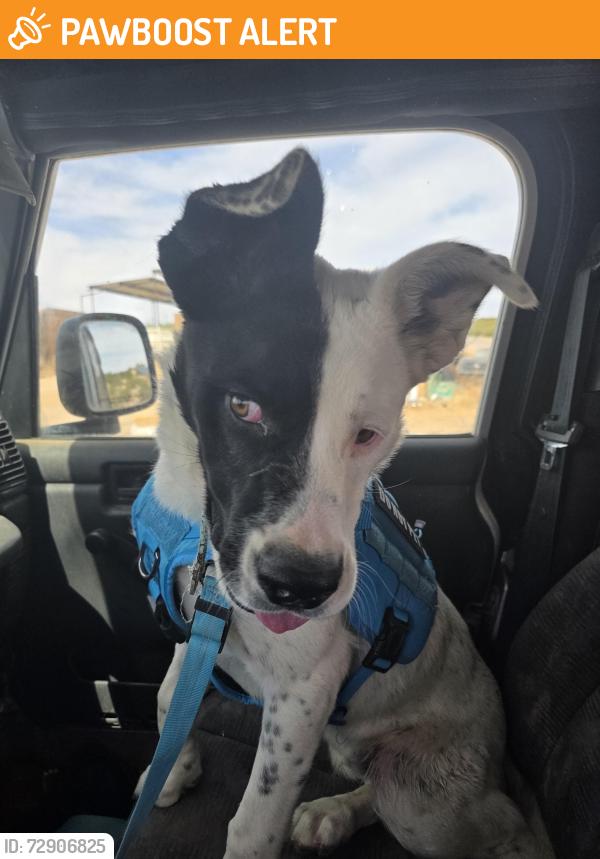 Found/Stray Male Dog last seen Koogle Rd, Doña Ana County, NM 88021