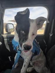 Found/Stray Male Dog last seen Koogle Rd, Doña Ana County, NM 88021
