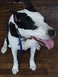 Reunited Male Dog last seen Near 73rd Ave, Philadelphia, PA 19126