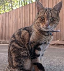 Reunited Female Cat last seen Beverley Street & Augusta Street, Glen Huntly, VIC 3163