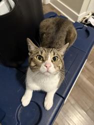 Lost Male Cat last seen Lafayette , Denver, CO 80229