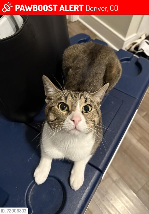 Lost Male Cat last seen Lafayette , Denver, CO 80229