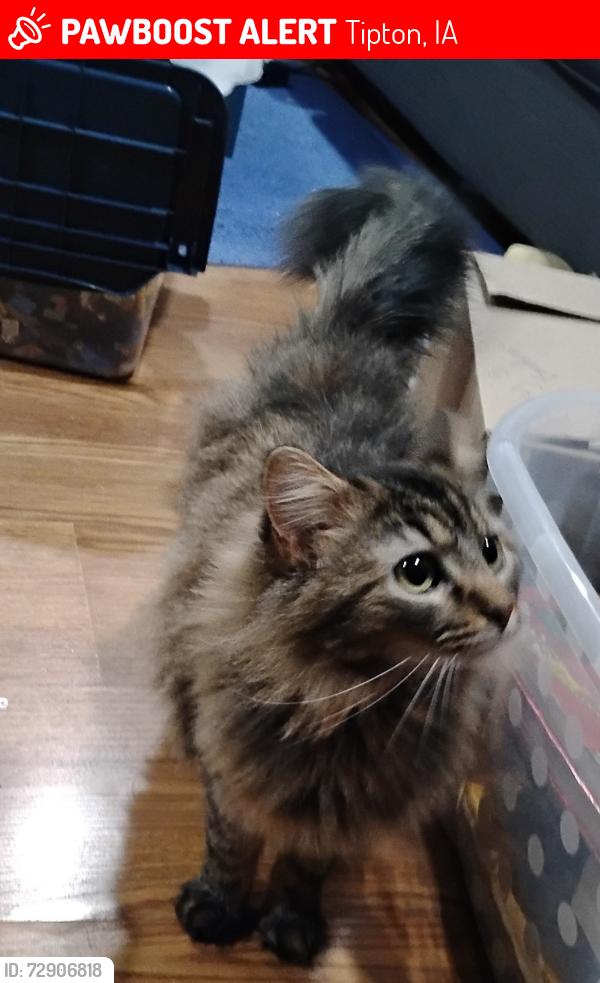 Lost Female Cat last seen 7th St , Tipton, IA 52772