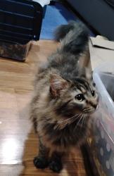 Lost Female Cat last seen 7th St , Tipton, IA 52772