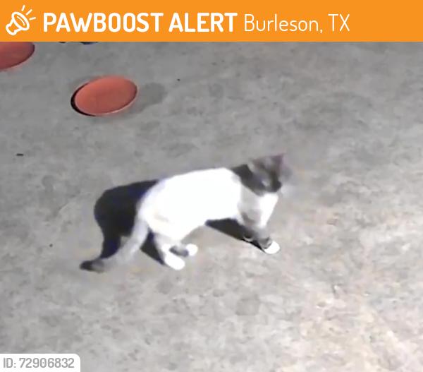 Found/Stray Unknown Cat last seen Wilshire and renfro, Burleson, TX 76028