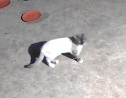 Found/Stray Unknown Cat last seen Wilshire and renfro, Burleson, TX 76028