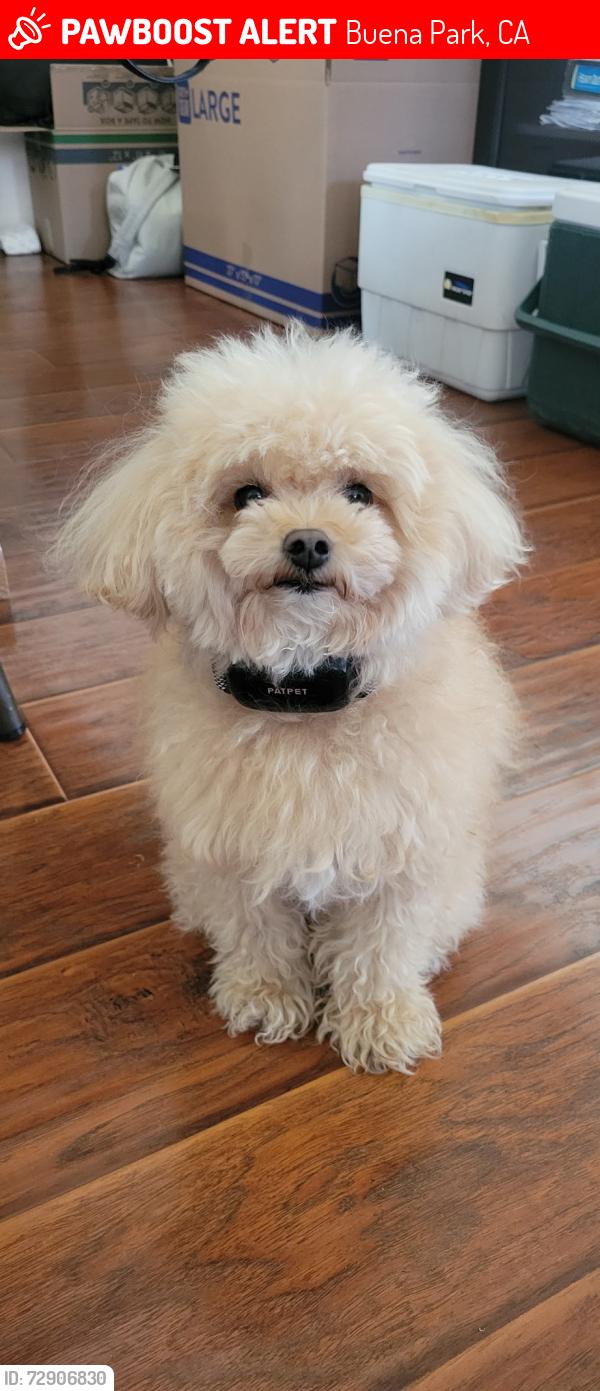 Lost Male Dog last seen Los Coyotes Dr, Hillcrest Rd, Ralph B Clark Park, Los Coyotes Country Club, Buena Park, CA 90621