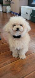 Lost Male Dog last seen Los Coyotes Dr, Hillcrest Rd, Ralph B Clark Park, Los Coyotes Country Club, Buena Park, CA 90621