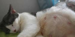 Lost Female Cat last seen Near 17th ave ne , Hickory, NC 28601