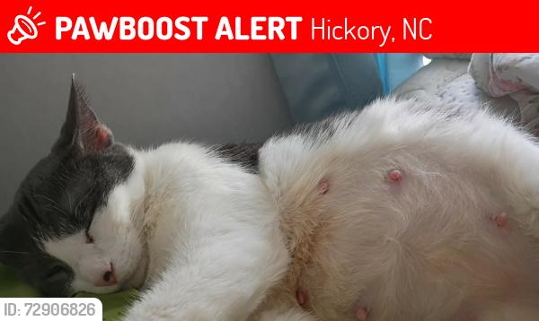 Lost Female Cat last seen Near 17th ave ne , Hickory, NC 28601