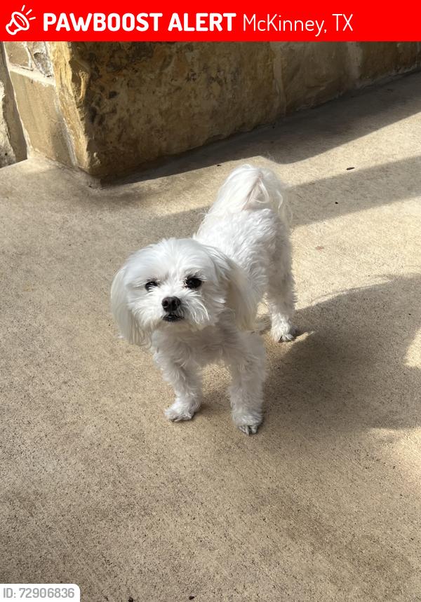 Lost Male Dog last seen Stonewood Dr., McKinney TX, McKinney, TX 75072