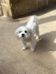 Lost Male Dog last seen Stonewood Dr., McKinney TX, McKinney, TX 75072