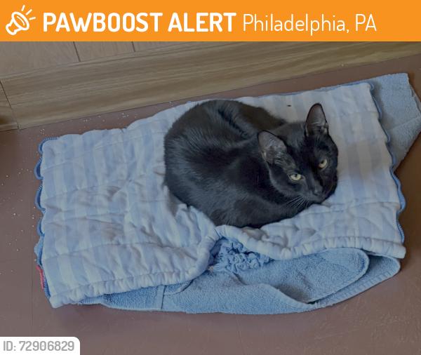 Found/Stray Male Cat last seen Carteret Drive and Frankford Ave, Philadelphia, PA 19114