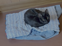 Found/Stray Male Cat last seen Carteret Drive and Frankford Ave, Philadelphia, PA 19114
