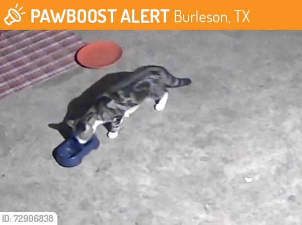 Found/Stray Unknown Cat last seen Wilshire and renfro , Burleson, TX 76028