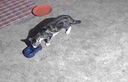 Found/Stray Unknown Cat last seen Wilshire and renfro , Burleson, TX 76028