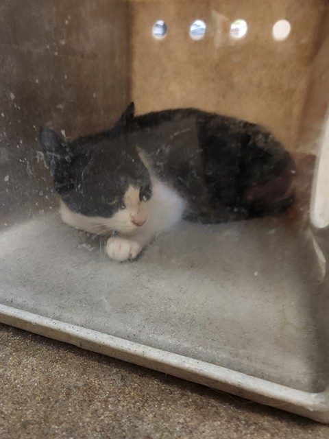 Shelter Stray Female Cat last seen CLAT STATION RD/MCKINLEY AVE,95638, Sacramento, CA 95827
