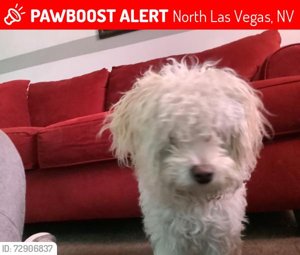 Lost Female Dog last seen By the hse 2741 Andrew cir, North Las Vegas, NV 89032