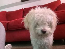 Lost Female Dog last seen By the hse 2741 Andrew cir, North Las Vegas, NV 89032