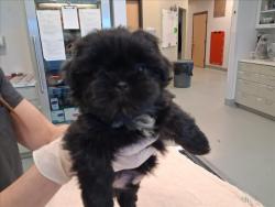 Shelter Stray Male Dog last seen Near  PO BOX 31752, Santa Fe, NM 87507