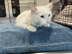 Shelter Stray Female Cat last seen Near BLK PASADENA AVE, LNOG BEACH, CA 90807, Long Beach, CA 90815