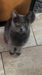 Reunited Male Cat last seen Near 162 Ave NW, Edmonton, AB T5Z 3B2, Canada, Edmonton, AB T5Z 3B2