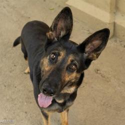 Shelter Stray Female Dog last seen MCNAMARA WAY & BENOIT CT, Sacramento, CA 95818