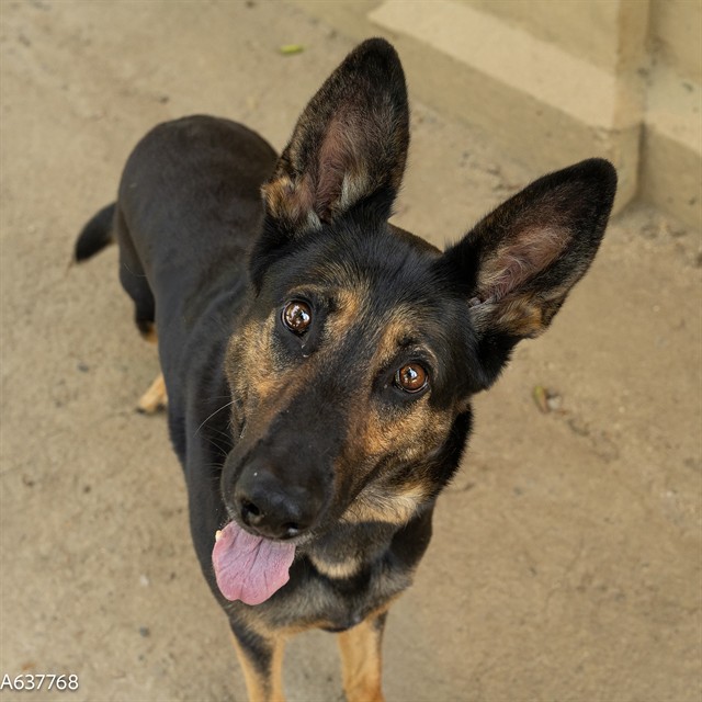 Shelter Stray Female Dog last seen MCNAMARA WAY & BENOIT CT, Sacramento, CA 95818