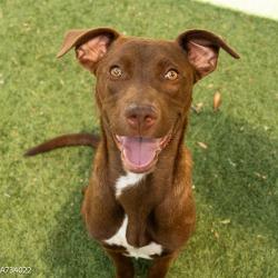 Shelter Stray Female Dog last seen NORWOOD AVE & JESSIE AVE, Sacramento, CA 95818