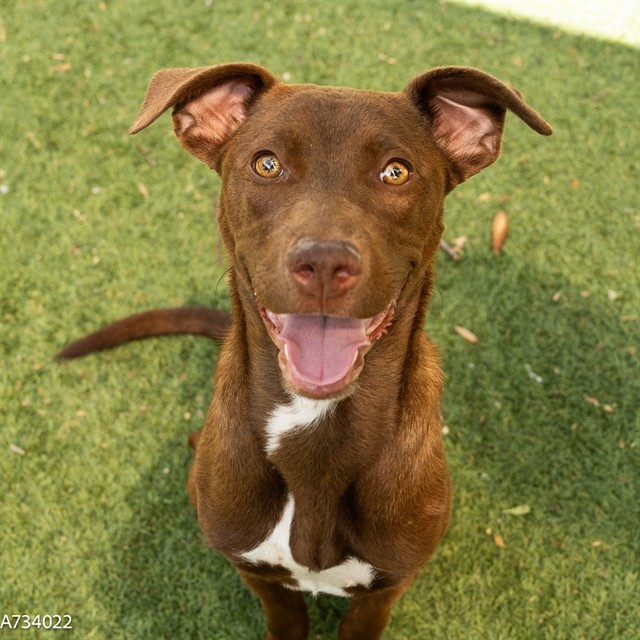 Shelter Stray Female Dog last seen NORWOOD AVE & JESSIE AVE, Sacramento, CA 95818