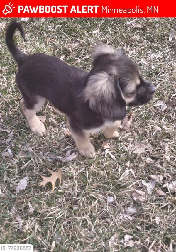Lost Female Dog last seen Highland Place and Upland crest, Minneapolis, MN 55421