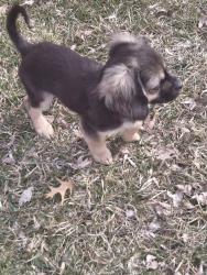 Lost Female Dog last seen Highland Place and Upland crest, Minneapolis, MN 55421