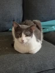 Reunited Female Cat last seen 261117th ave NE hickory , Hickory, NC 28601